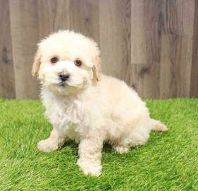 Bichon-Poo