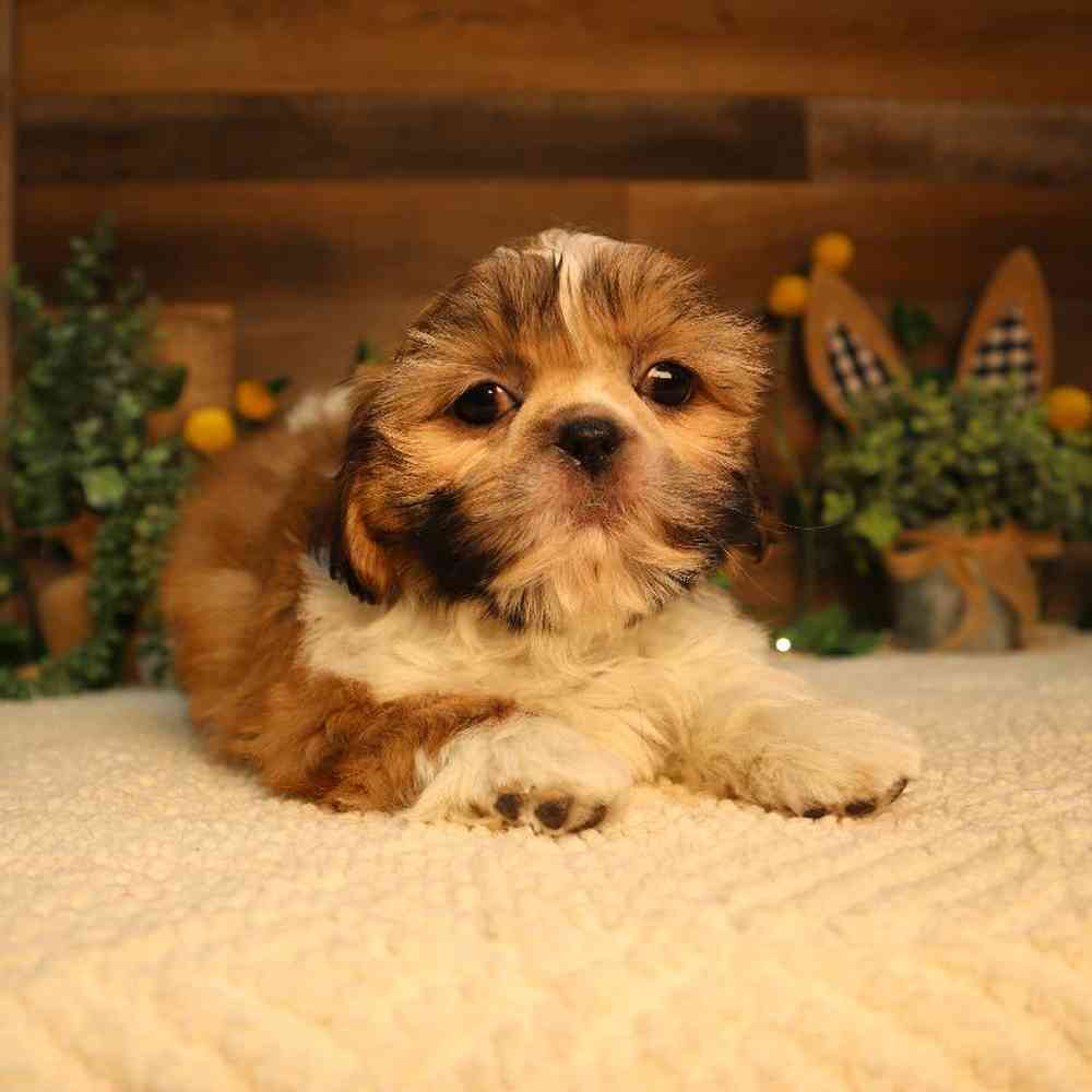 carousel pet images