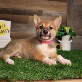 Shiba Inu