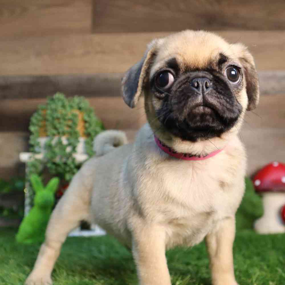 carousel pet images