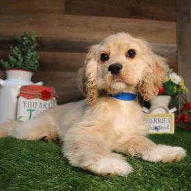 Cocker Spaniel
