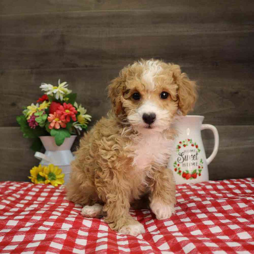 Male Poodle Puppy for Sale in Blaine, MN