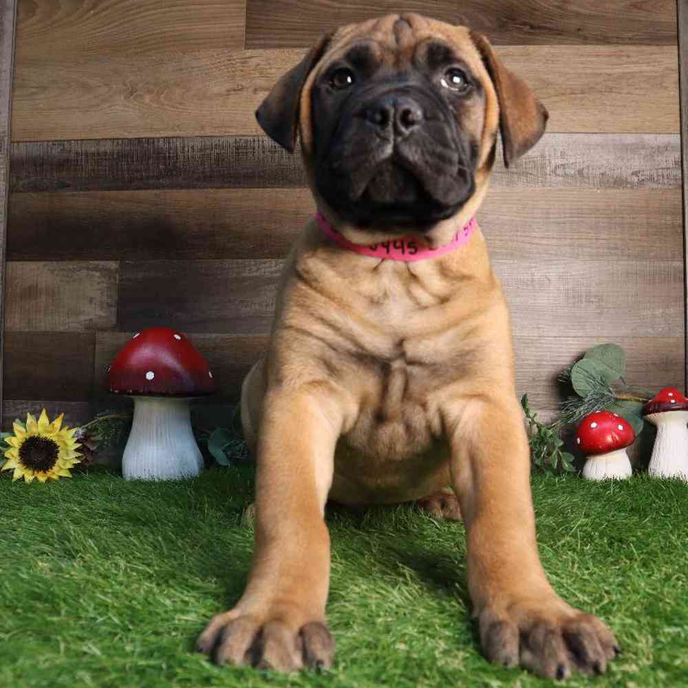 carousel pet images