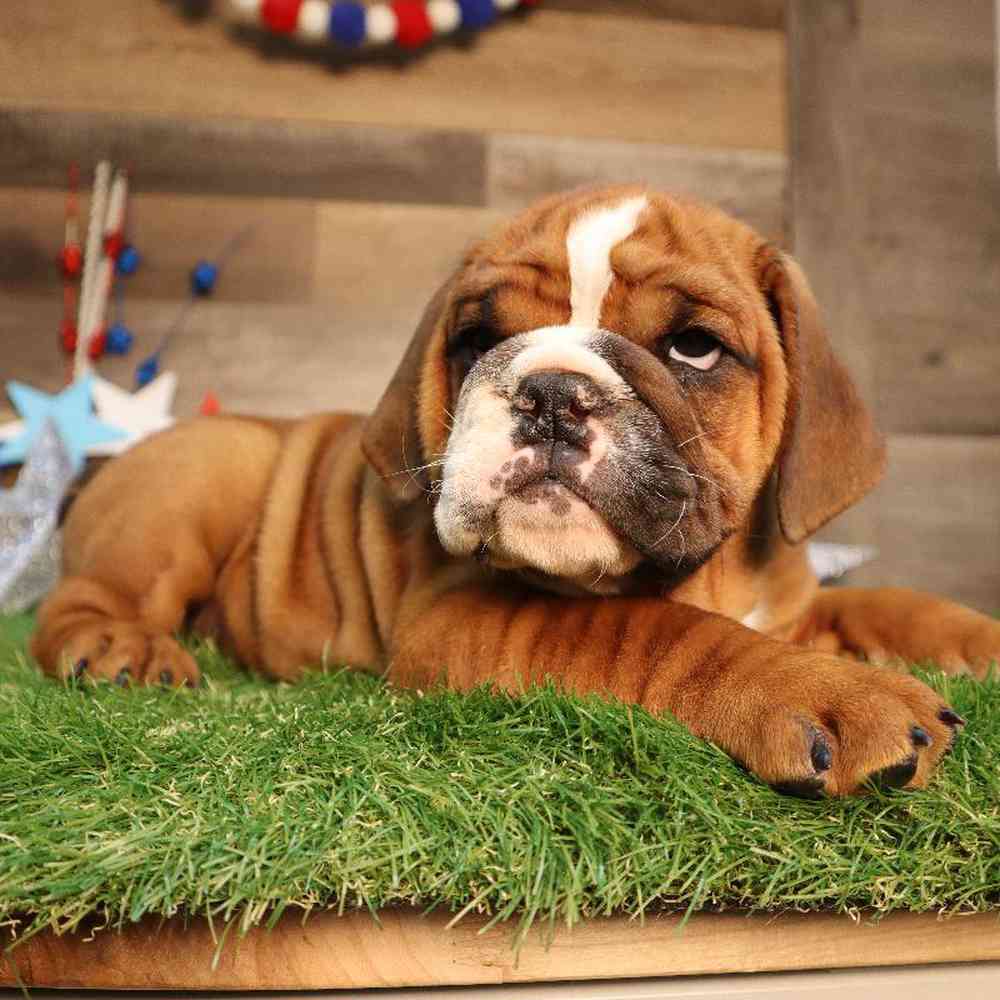 carousel pet images