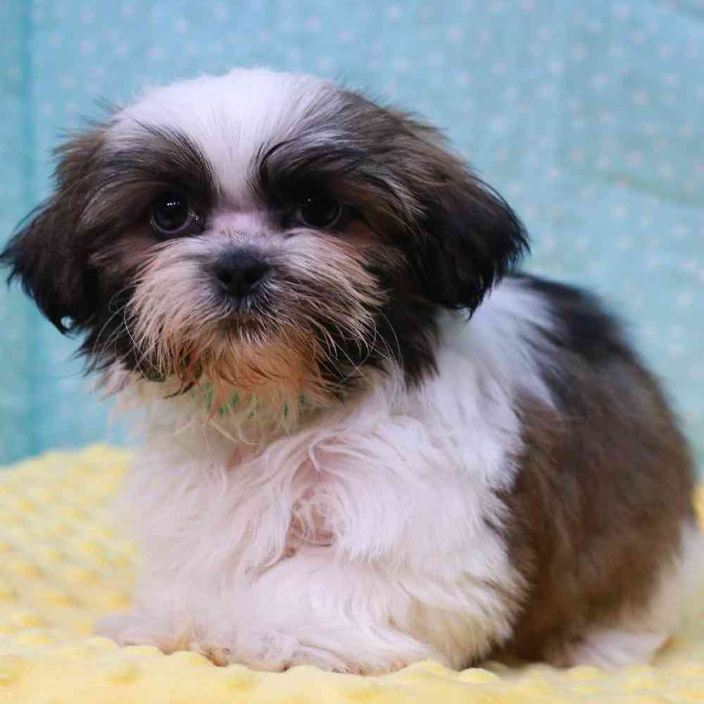 Male Shorkie Puppy for sale