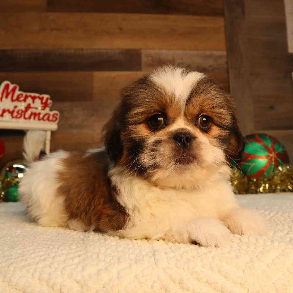 carousel pet images