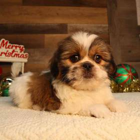 Pekingese-Shih Tzu
