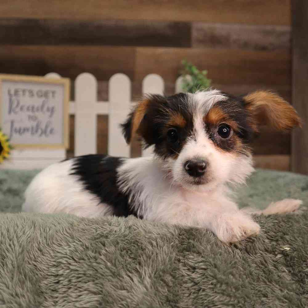 carousel pet images