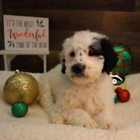 Mini BerneDoodle