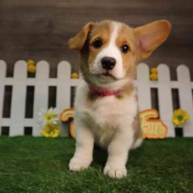 Pembroke Welsh Corgi