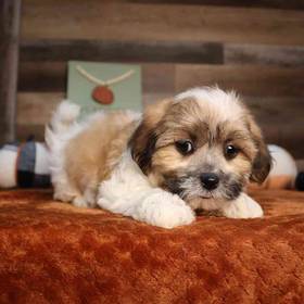 Teddy Bear