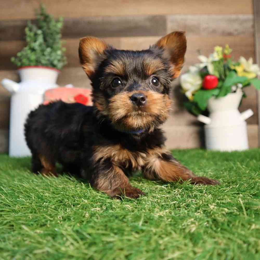 Male Yorkshire Terrier Puppy for Sale in Blaine, MN