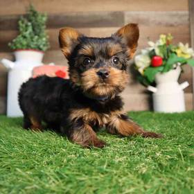 Yorkshire Terrier