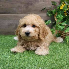 Mini Goldendoodle