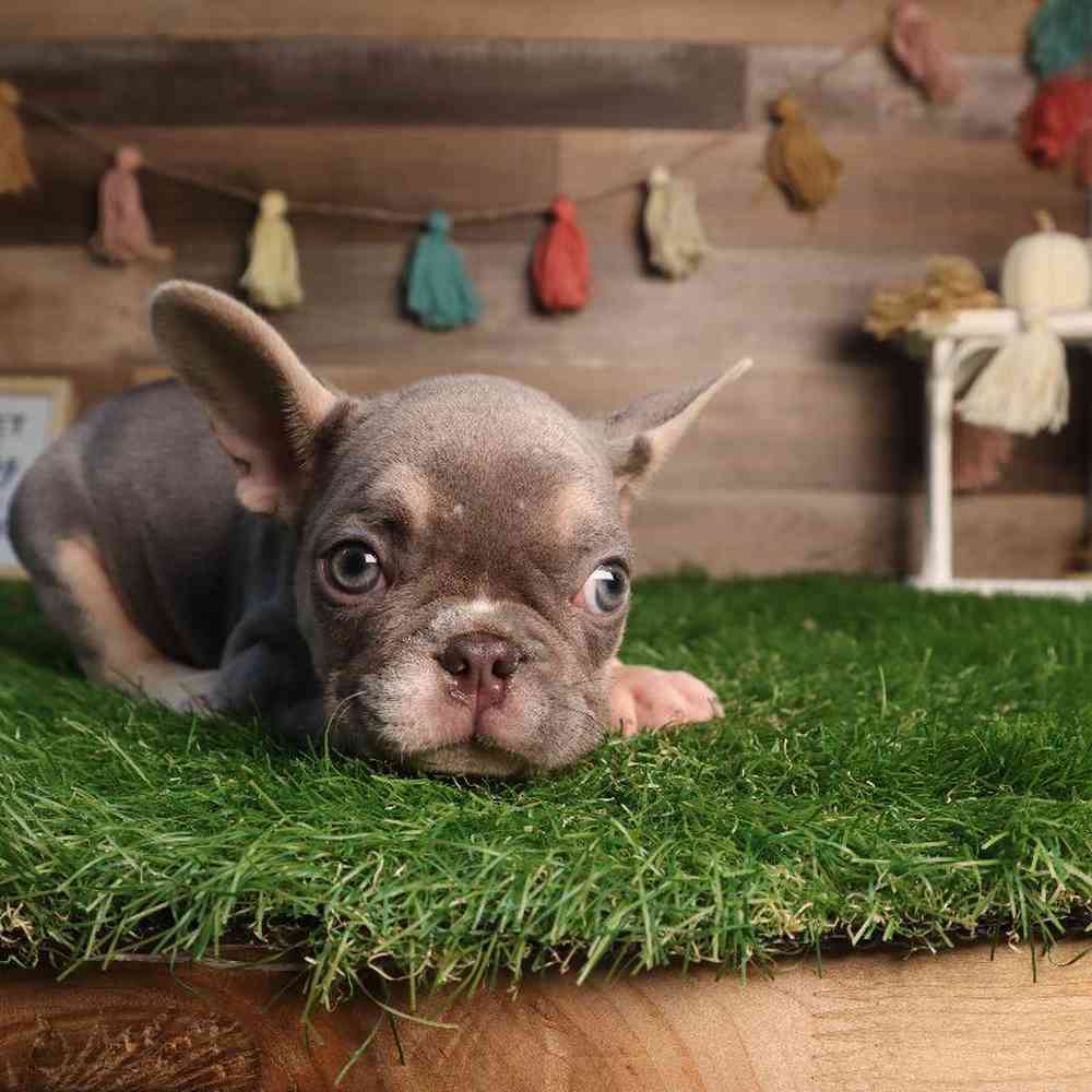 carousel pet images