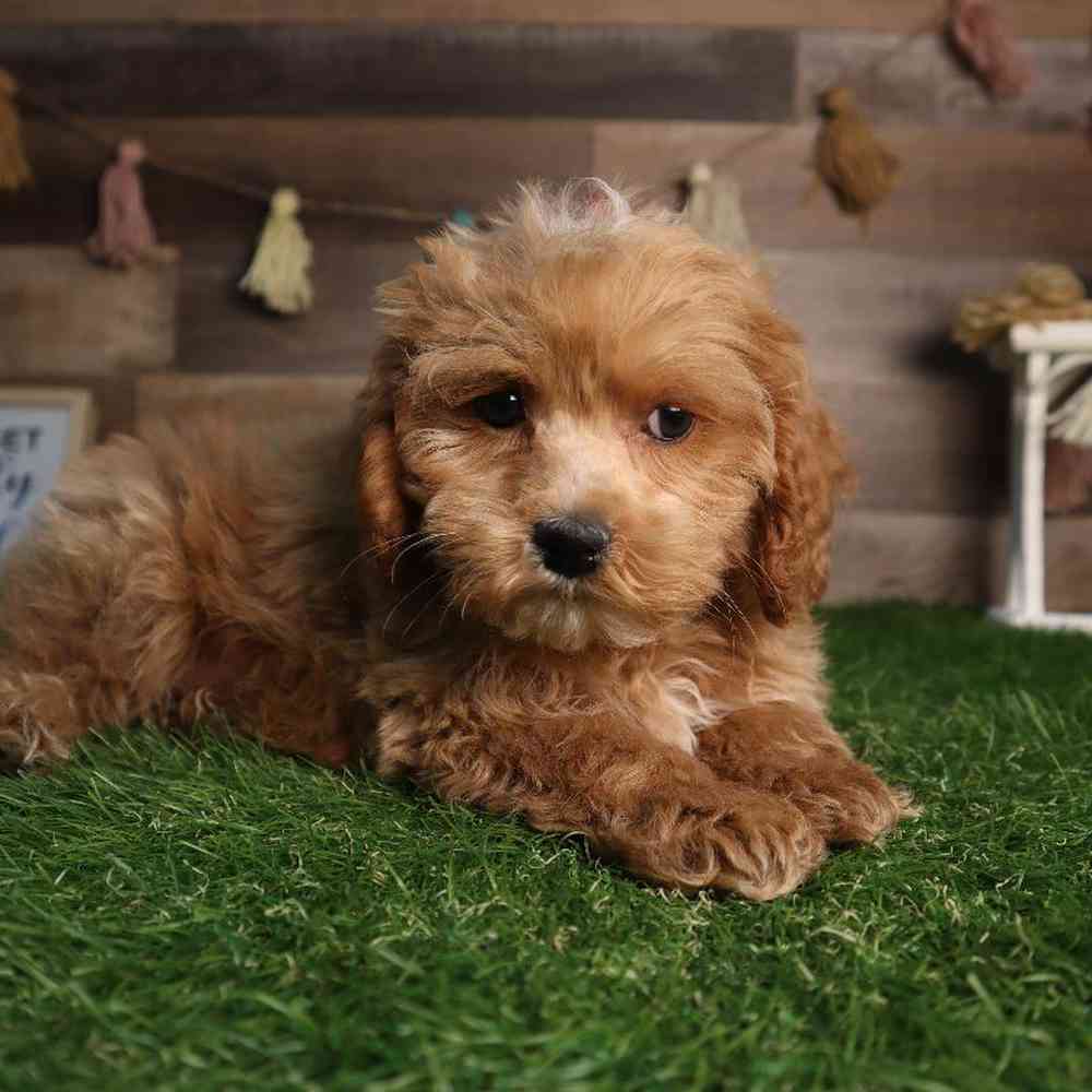 Male Cockapoo Puppy for Sale in Blaine, MN