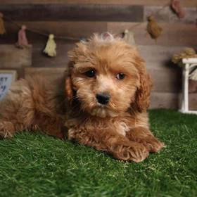 Cockapoo