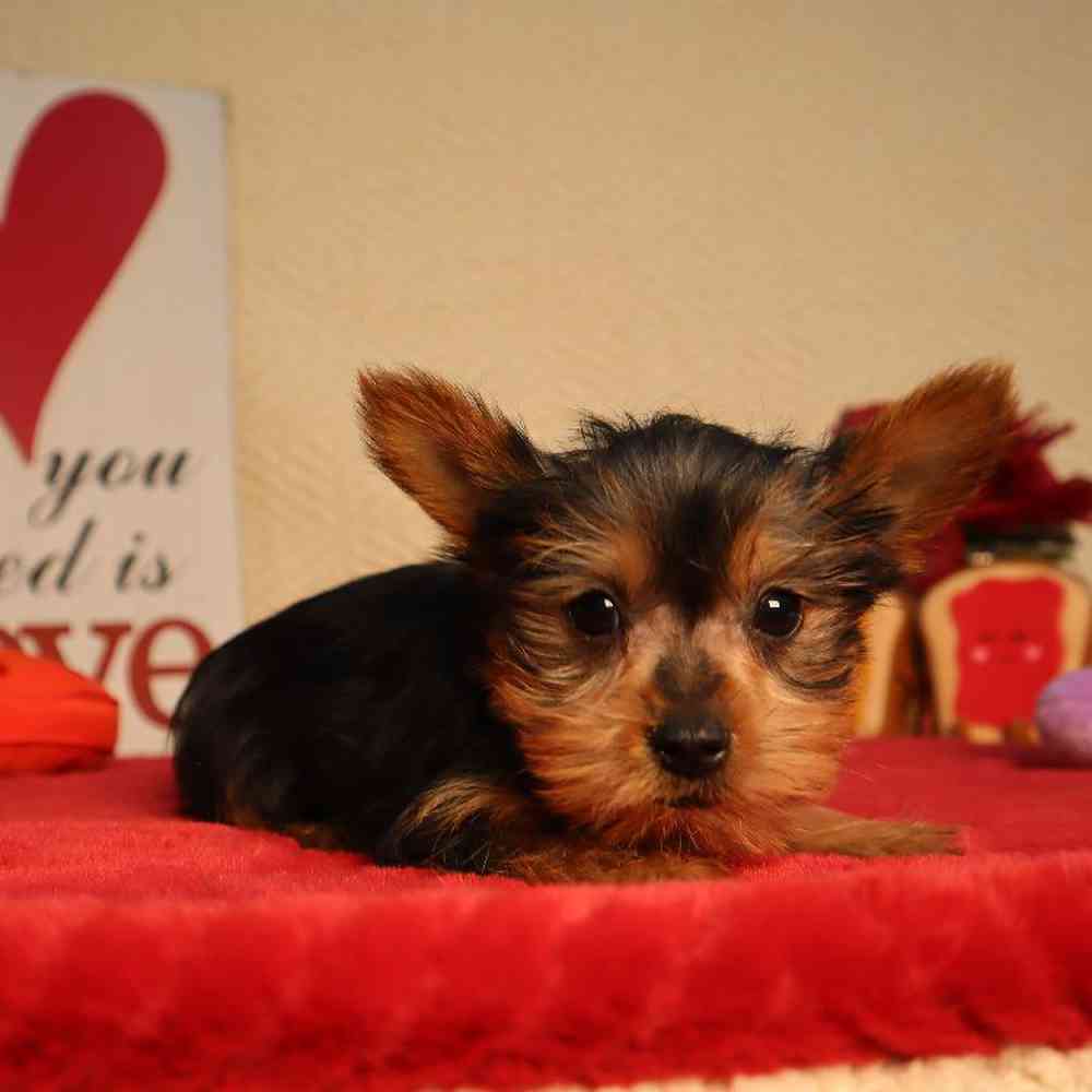 carousel pet images