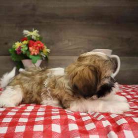 Shih Tzu