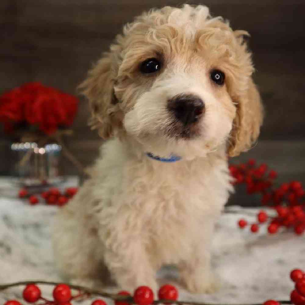 carousel pet images