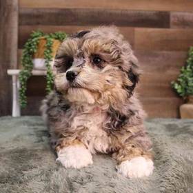 Mini BerneDoodle