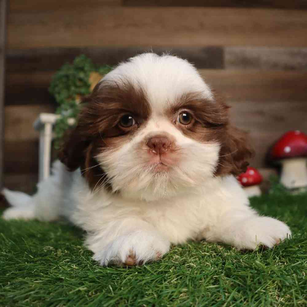 carousel pet images