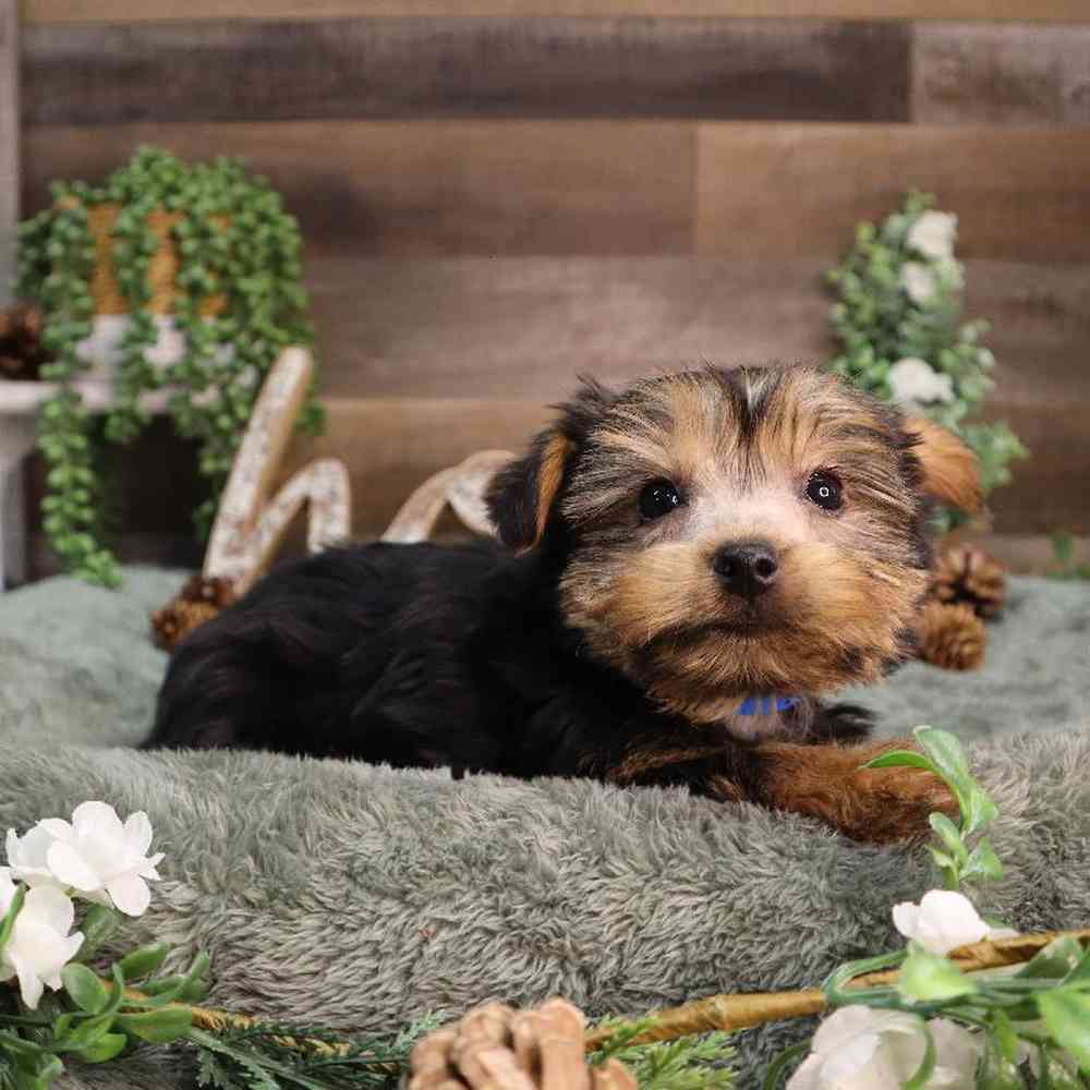 Male Yorkshire Terrier Puppy for Sale in Blaine, MN