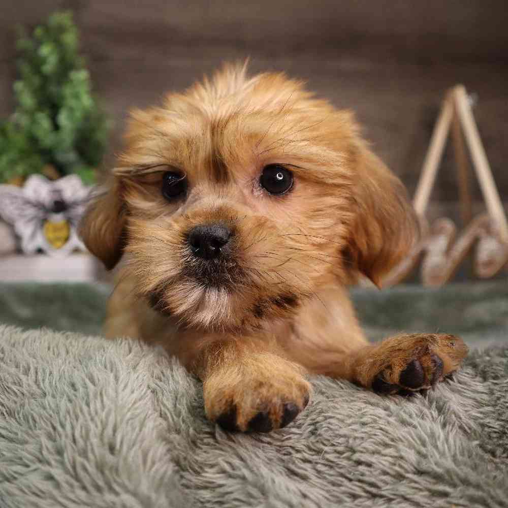 Female Shorkie Puppy for Sale in Blaine, MN