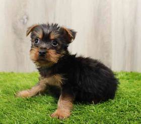 Yorkie (Silky) Terrier
