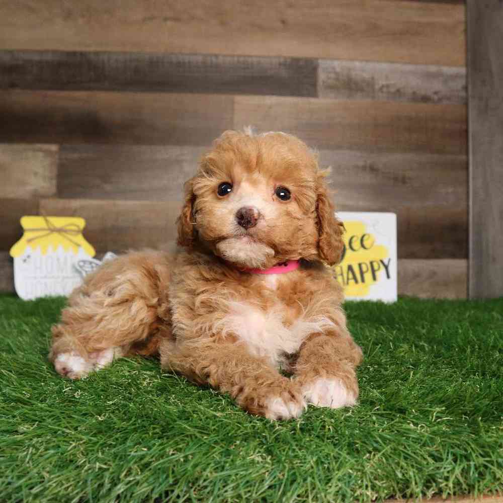 carousel pet images