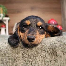 Dachshund