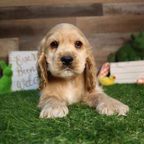 Cocker Spaniel