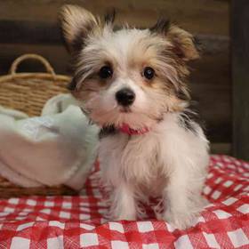 Morkie