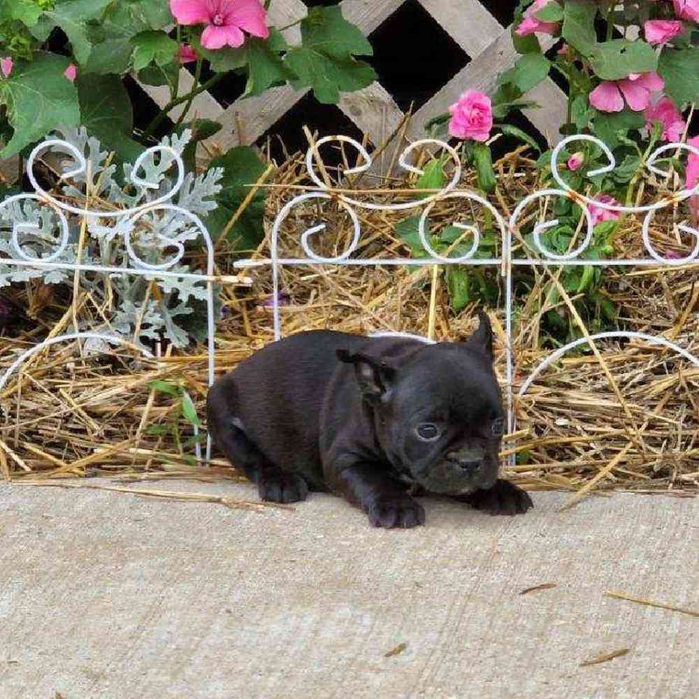 Male Frenchton Puppy for sale