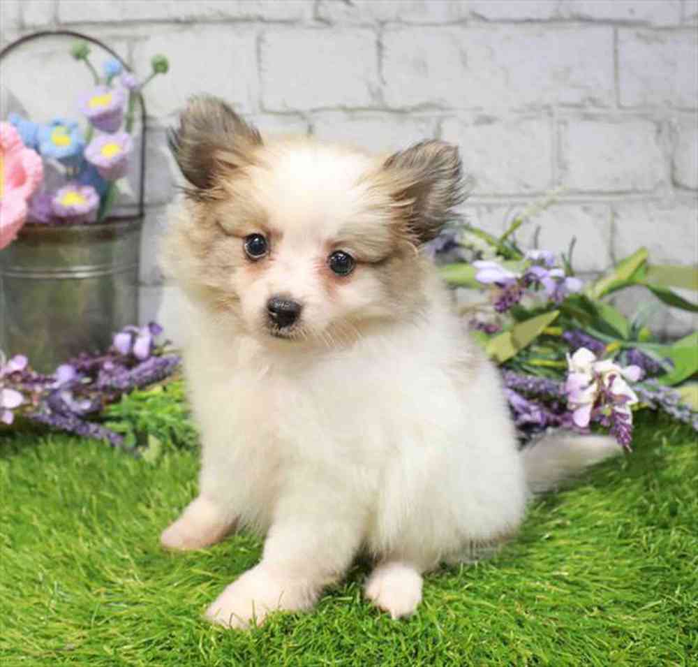 carousel pet images