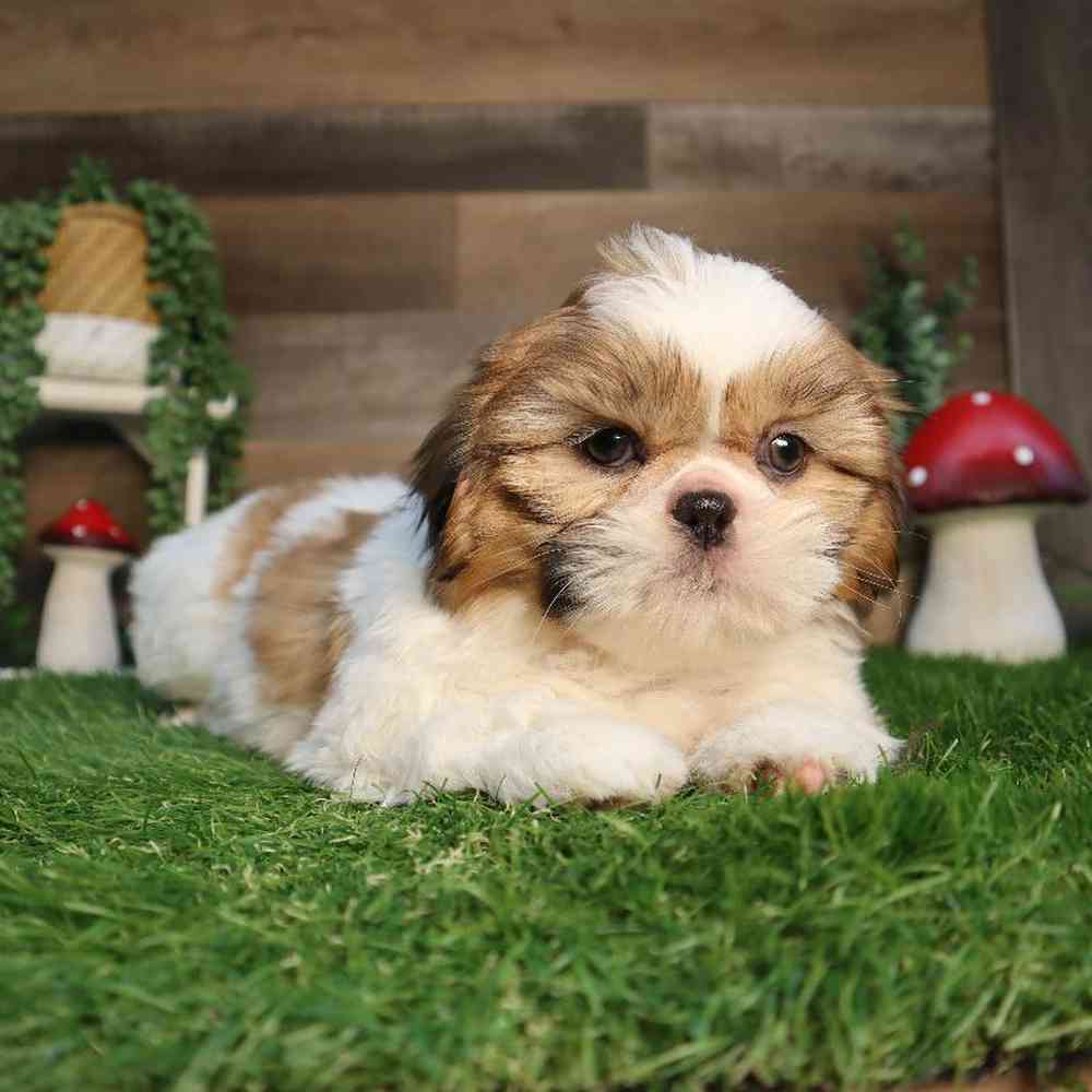Male Shih Tzu Puppy for Sale in Blaine, MN