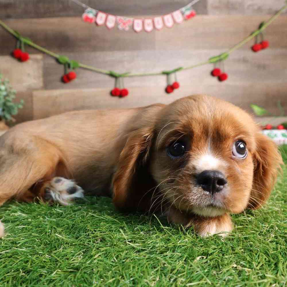 carousel pet images