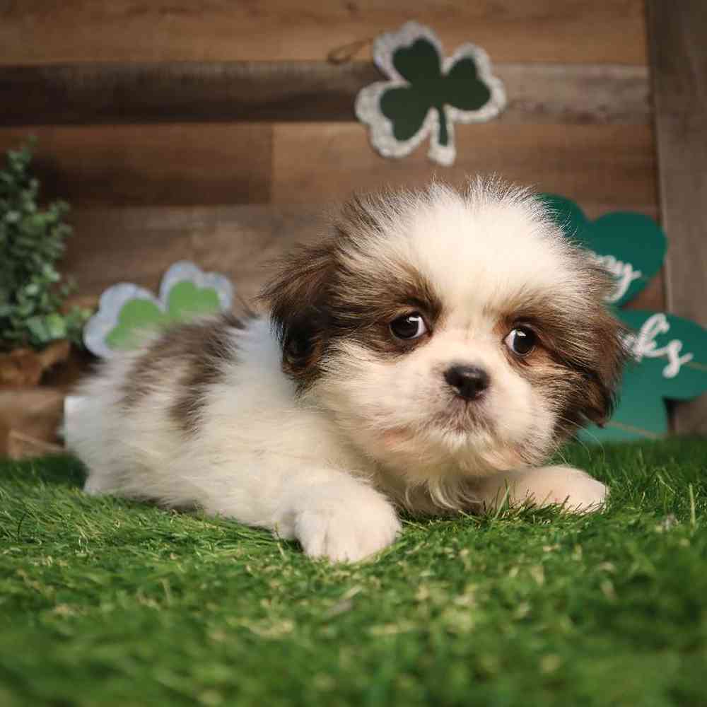 carousel pet images