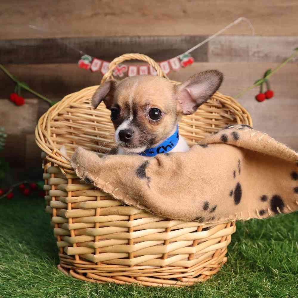 carousel pet images