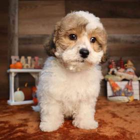 Teddy Poo