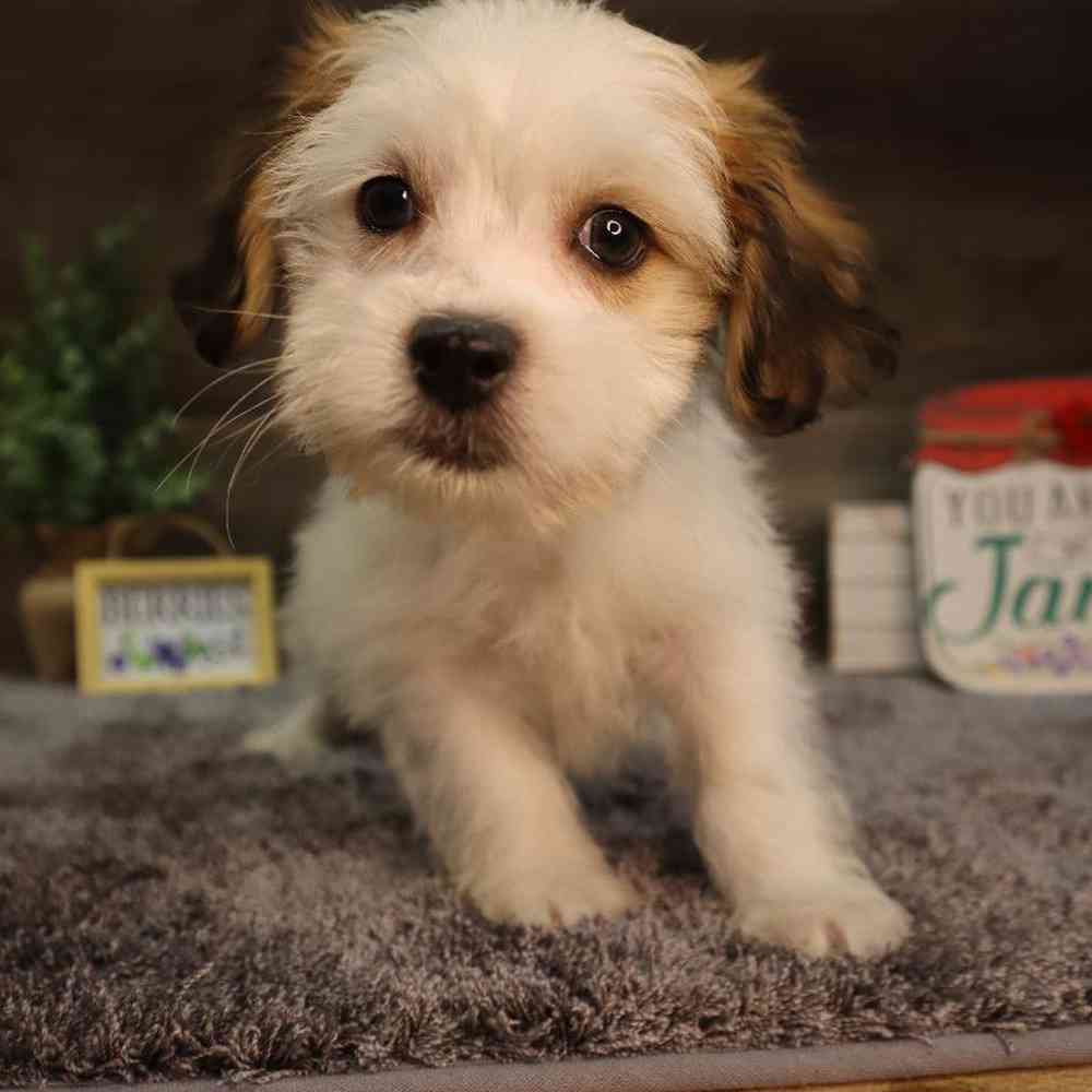 carousel pet images
