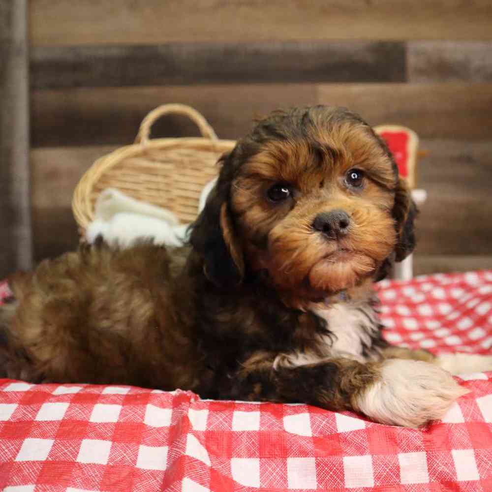 carousel pet images