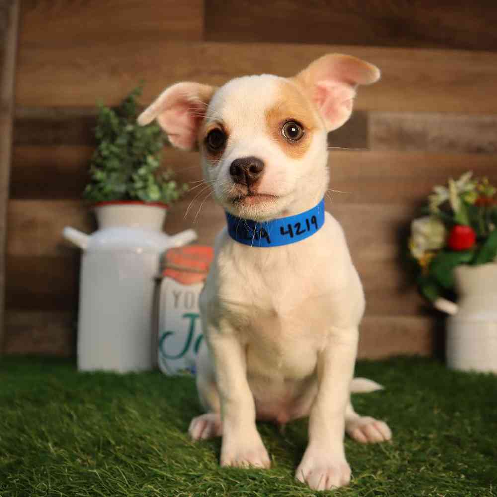 pet breed image