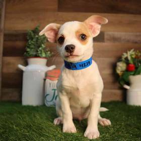 Chihuahua