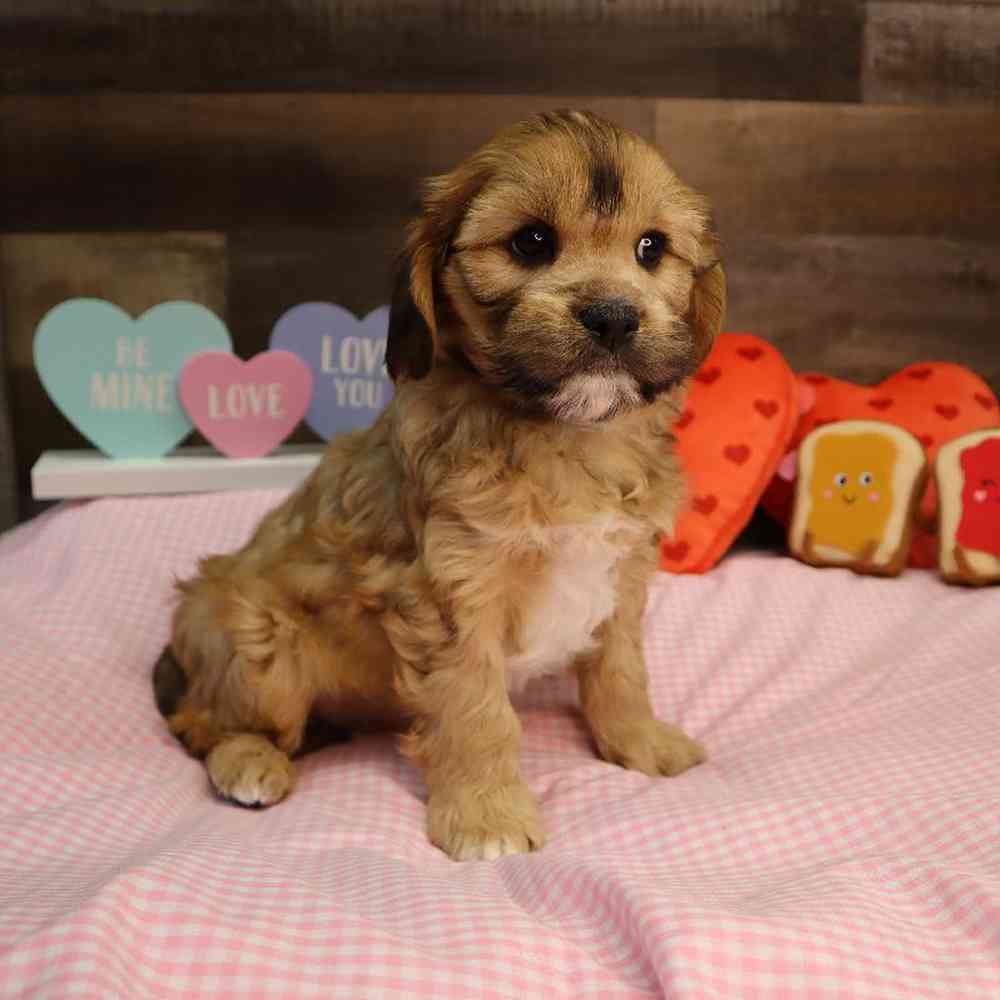 Male Cavapoo Puppy for Sale in Blaine, MN