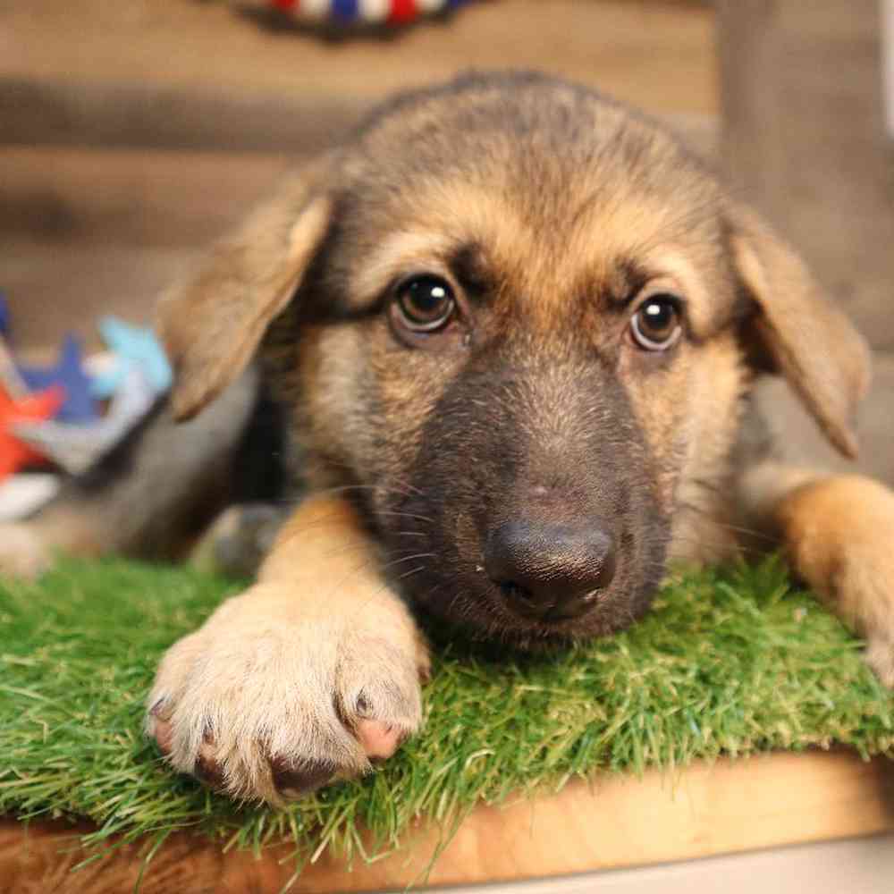 carousel pet images