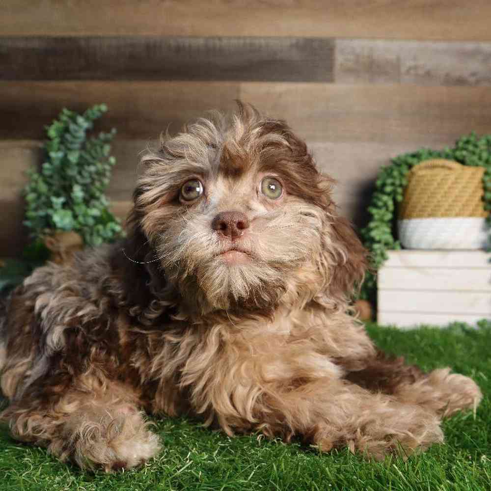 Male Shipoo Puppy for Sale in Blaine, MN