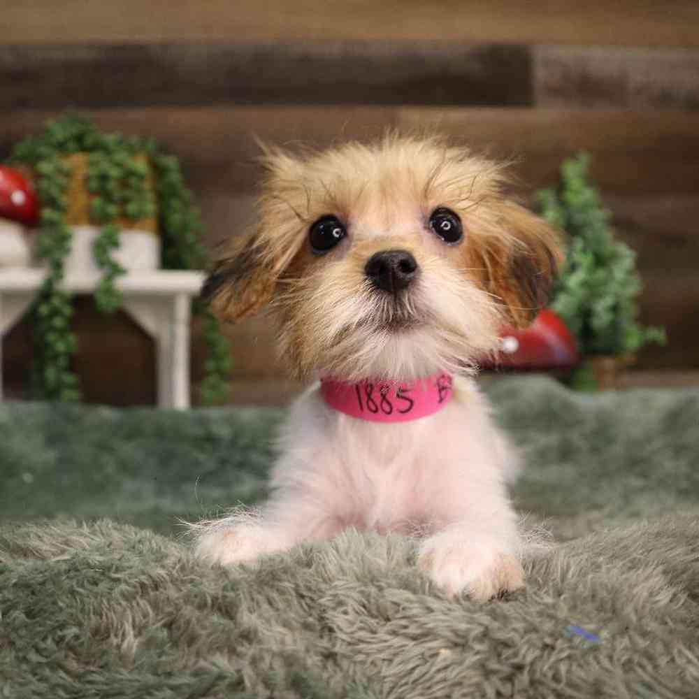 carousel pet images
