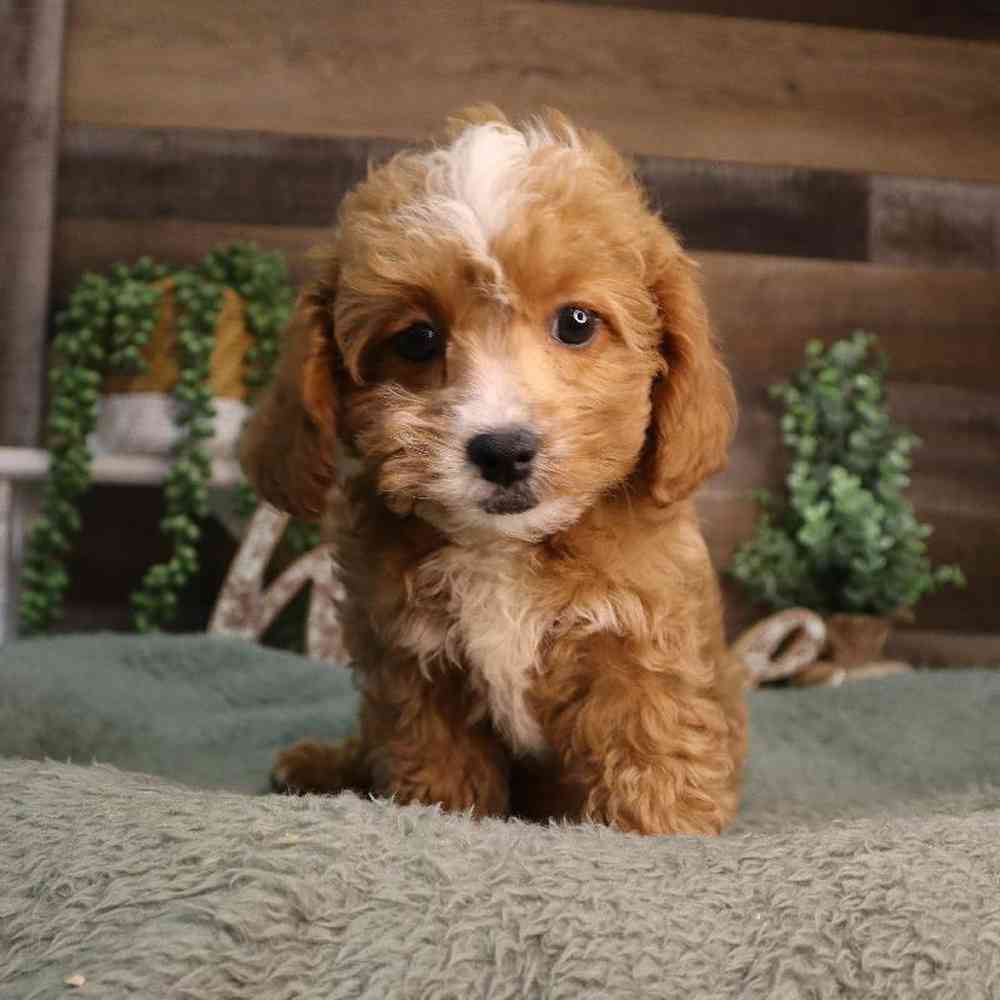 carousel pet images