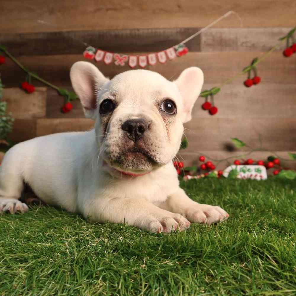 Female French Bulldog Puppy for Sale in Blaine, MN
